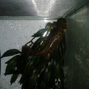 queen of the castle up a plant
