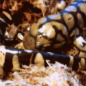 Fawn and Faines big old tail.