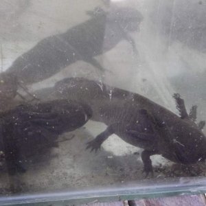 Females bought in from outside pond. chose some to breed from rest go