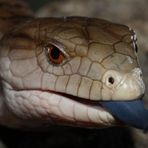 Tiliqua gigas evanescens