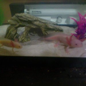 Ralph and Horhay again