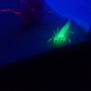 Horhay glowing!