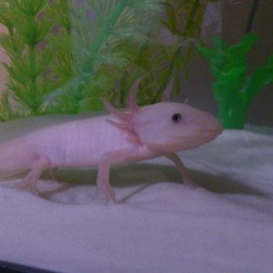 Ralph at 5 months