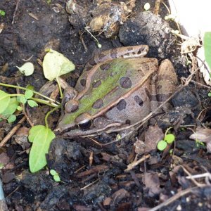 Frog in the backyard pond resting in a pot on a chilly day.
Nice specimen of a leopard frog.
Rana sphenocephala