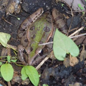 Frog in the backyard pond resting in a pot on a chilly day.
Nice specimen of a leopard frog.  
Rana sphenocephala