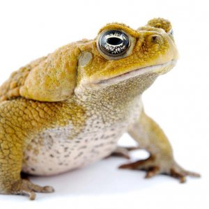 Cane toad (Rhinella marina, syn: Bufo marinus)