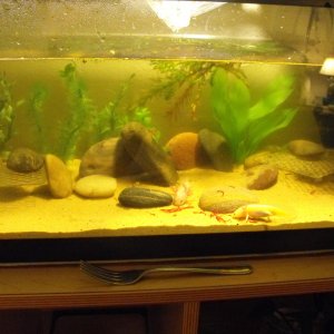 Tank Pic