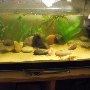 Tank Pic