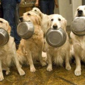 leos with their dinner bowls