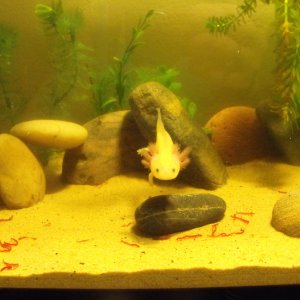 Stitch swimming