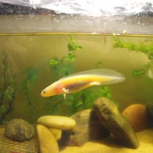 Swimming Stitch