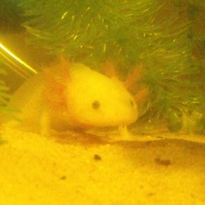 Stitch being shy