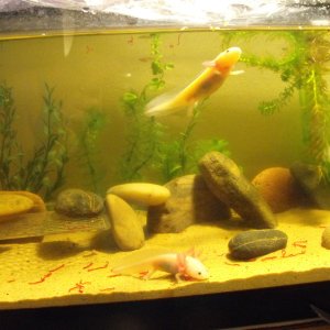 Stitch swimming while Tater Noms