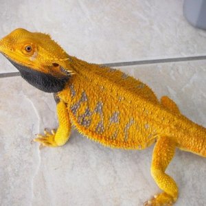 Zyo