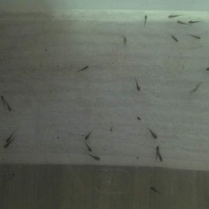 axie babies 3rd Jun 2012