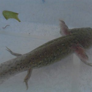 axie juvie wild type oct 12
