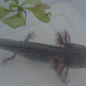 axie juvie wildtype black tones