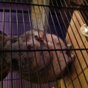 Pepsi - chinchilla