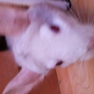 Max - chinchilla