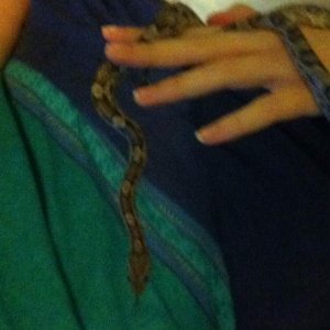 Blaze - anery corn snake.