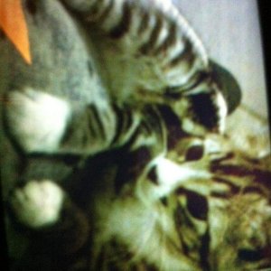 Jerry