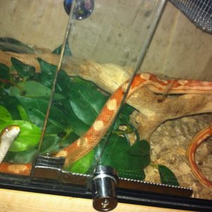 Jaffa and pandora - carolina and amel motley corn snakes