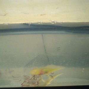 feeding