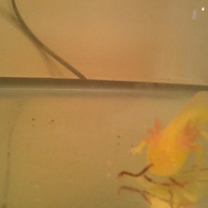 feeding in the big boy tank :)