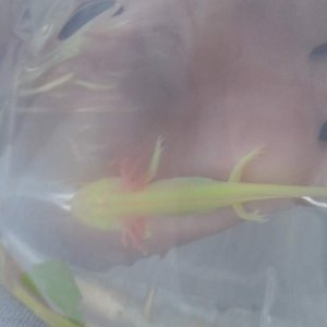 Bringing him home!