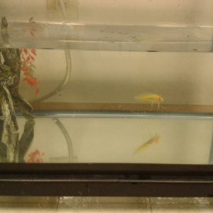 heres a picture of the whole tank as a reference to how small my little boy really is!