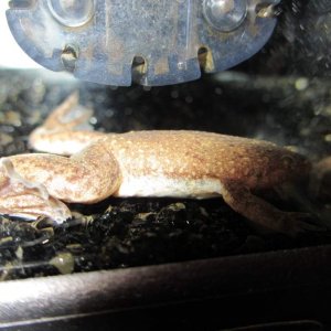 and this is why i love my new camera....i've never seen my frog in that much detail....not even in real life (then again i can't zoom in  in real life