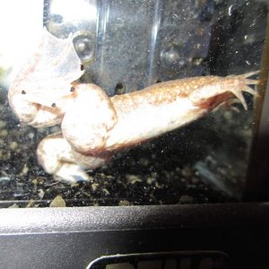 four claws on each foot :P