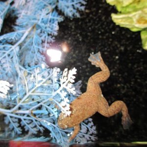 and sometimes he noms on the plant....it's plastic you dimwit! XD