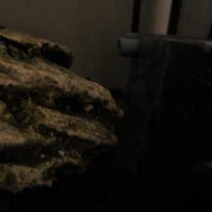 the frog is there i just forgot to turn the lamp on so he's pretty much invisible, just thought it looked cool :P