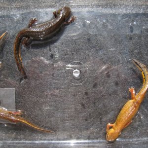 Founder group of animals of varied colors.