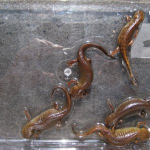 F1 animals selected for dark coloration. (Male was from the founder group.)