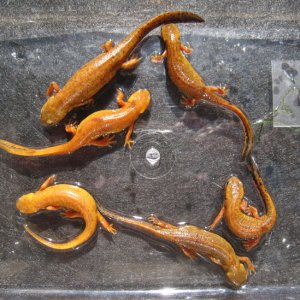 F1 animals selected for light coloration.