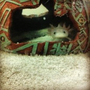 Karkat in his new tank