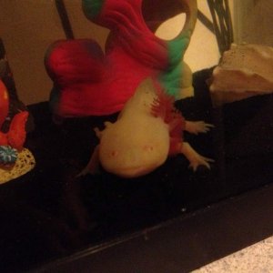 His gills got attacked by minnows. (he won the war)