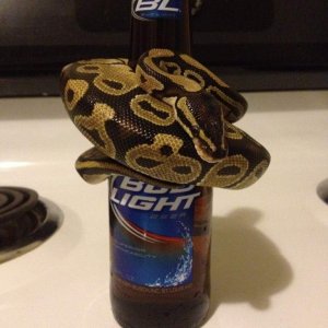 Oh and he likes beer xD. (4th of July in Florida, guess he got too hot)