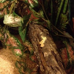 Hide on warm side of tank (now located on cool side)