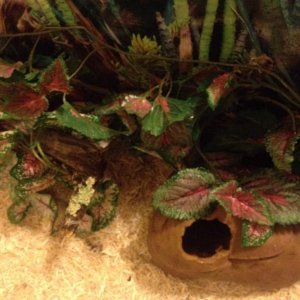 Cave on cool side of tank (now on warm side)