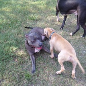 Hanging out with some pals at the local dog park