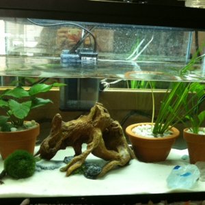 took out some sand and rearranged the plants.