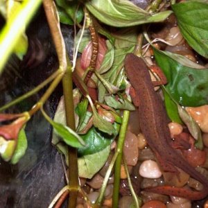 This is my rescued red eft, his name is Weensie. He is my first newt.