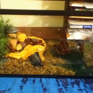 His new semi aquatic setup, comments?