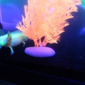 ~4 months, (canon rebel T3i)
They hate when I turn the black light on. they stop swimming and give me the cold shoulder, so I only turned it on for th