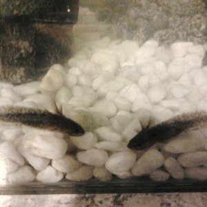 Big Babies