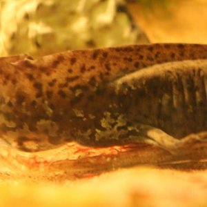 Male or female?
