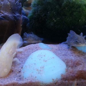 My 3 older (3inches) that I rescued from a tank id guess had no more than 4pints of water and seven axie all together in:-( many had hands or feet mis